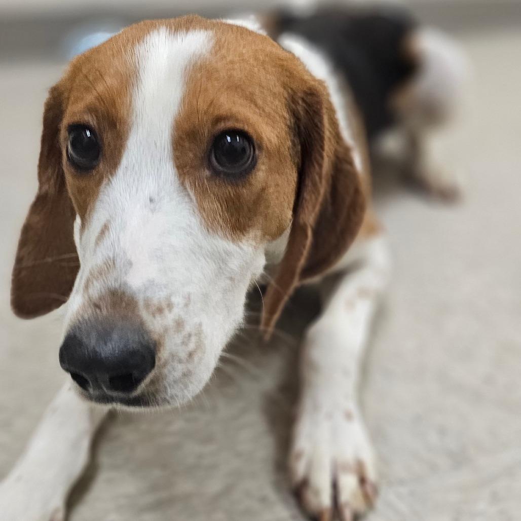Sly, a Adoptable Hound in Chatham, VA image 3/6