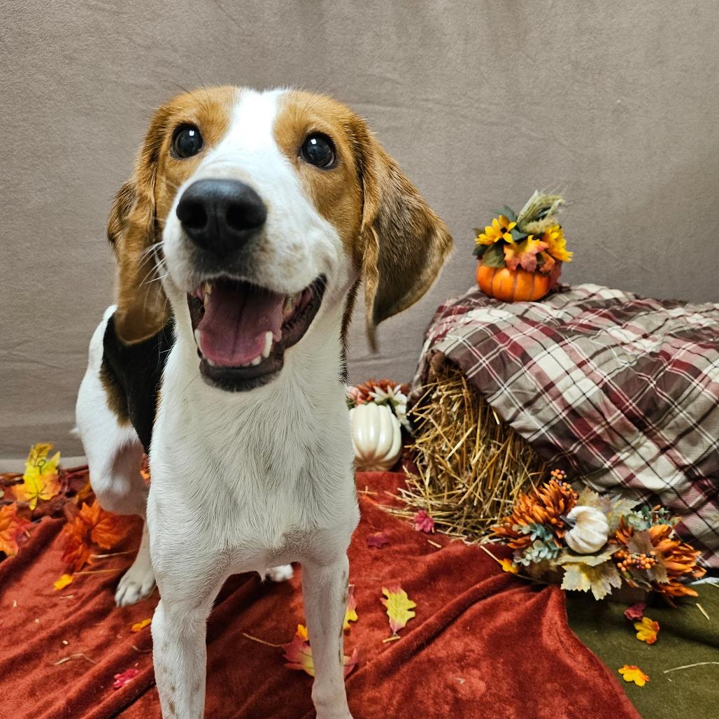 Sly, a Adoptable Hound in Chatham, VA image 4/6