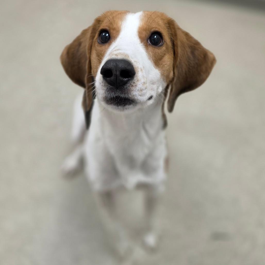 Sly, a Adoptable Hound in Chatham, VA image 5/6