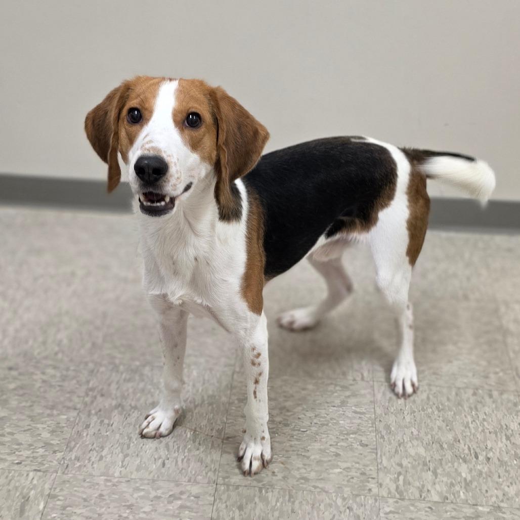 Sly, a Adoptable Hound in Chatham, VA image 6/6