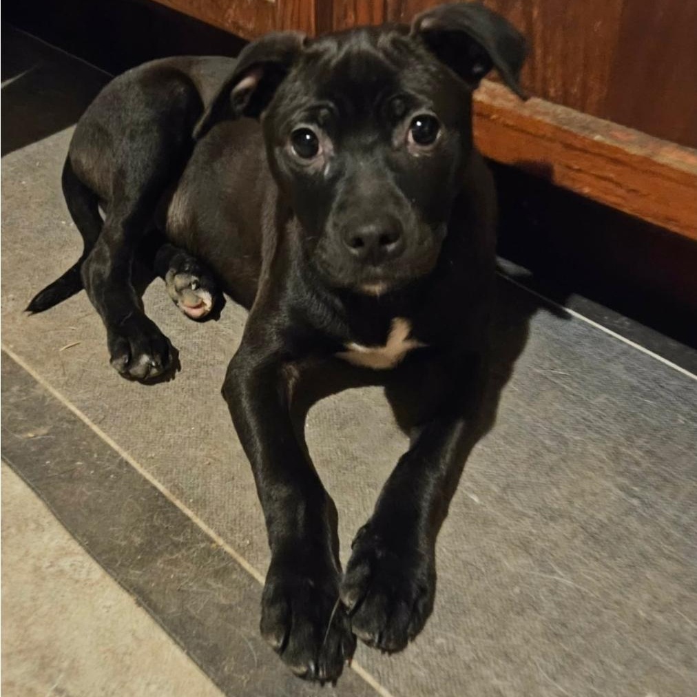 Enlarge Cash, a ADOPTABLE mixed breed in Paramus, NJ image 3/6