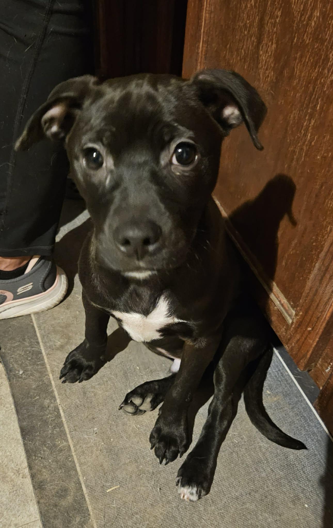 Enlarge Cash, a ADOPTABLE mixed breed in Paramus, NJ image 1/6