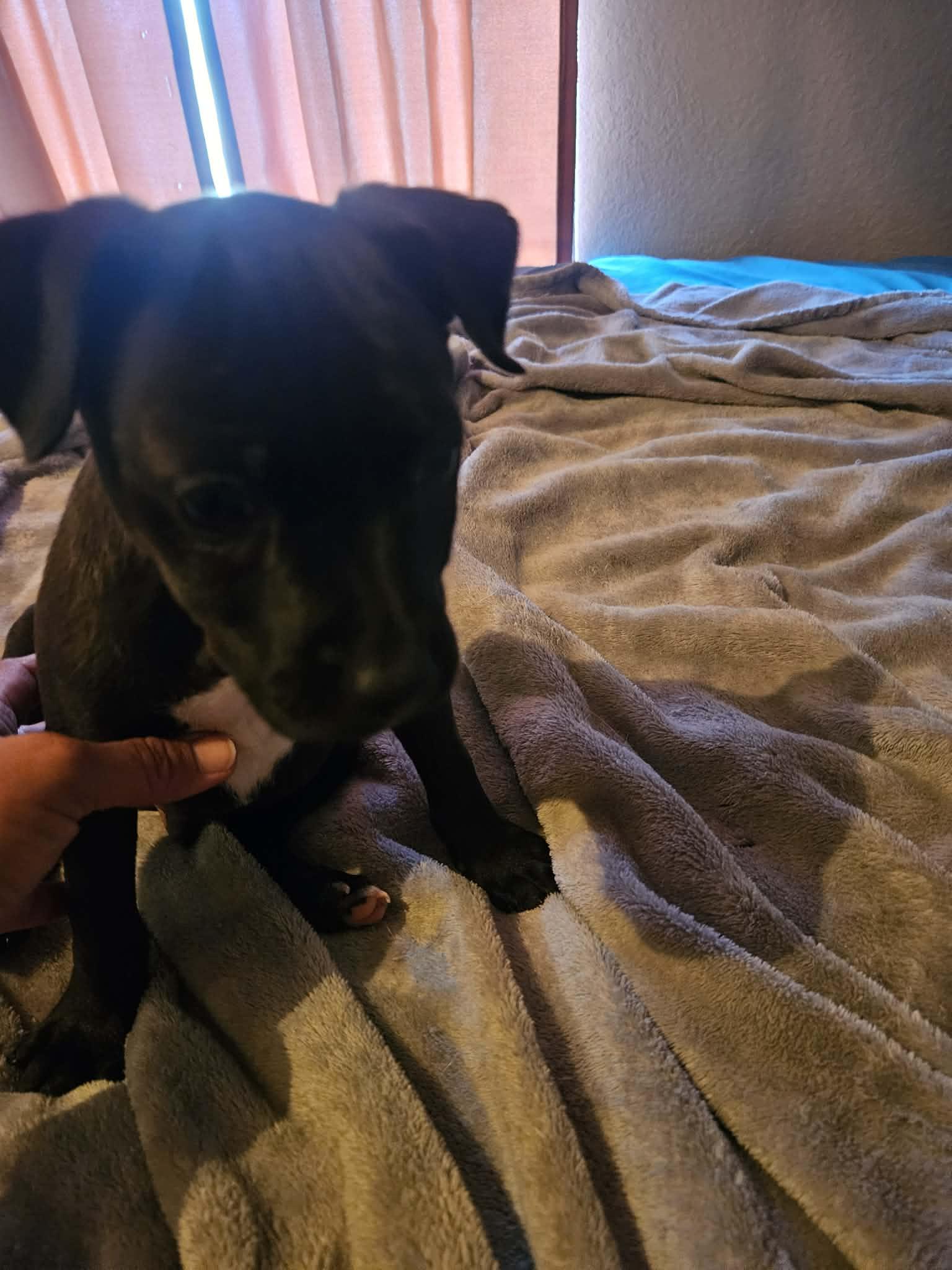 Enlarge Cash, a ADOPTABLE mixed breed in Paramus, NJ image 4/4