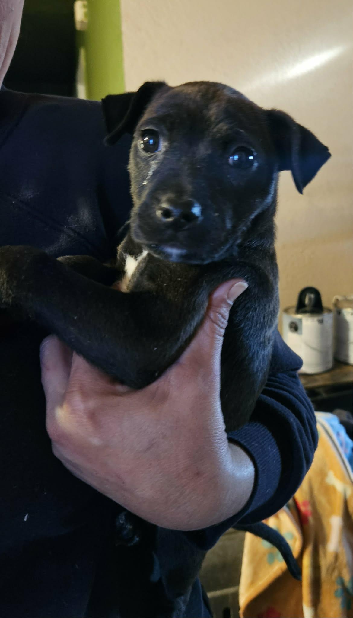 Enlarge Cash, a ADOPTABLE mixed breed in Paramus, NJ image 2/4