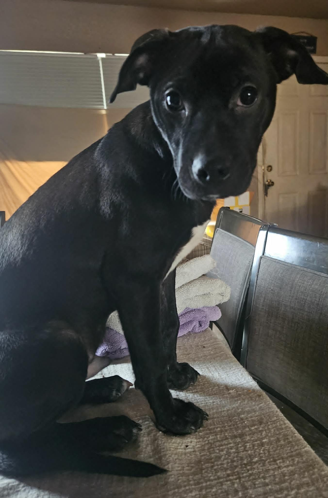 Enlarge Cash, a ADOPTABLE mixed breed in Paramus, NJ image 2/6