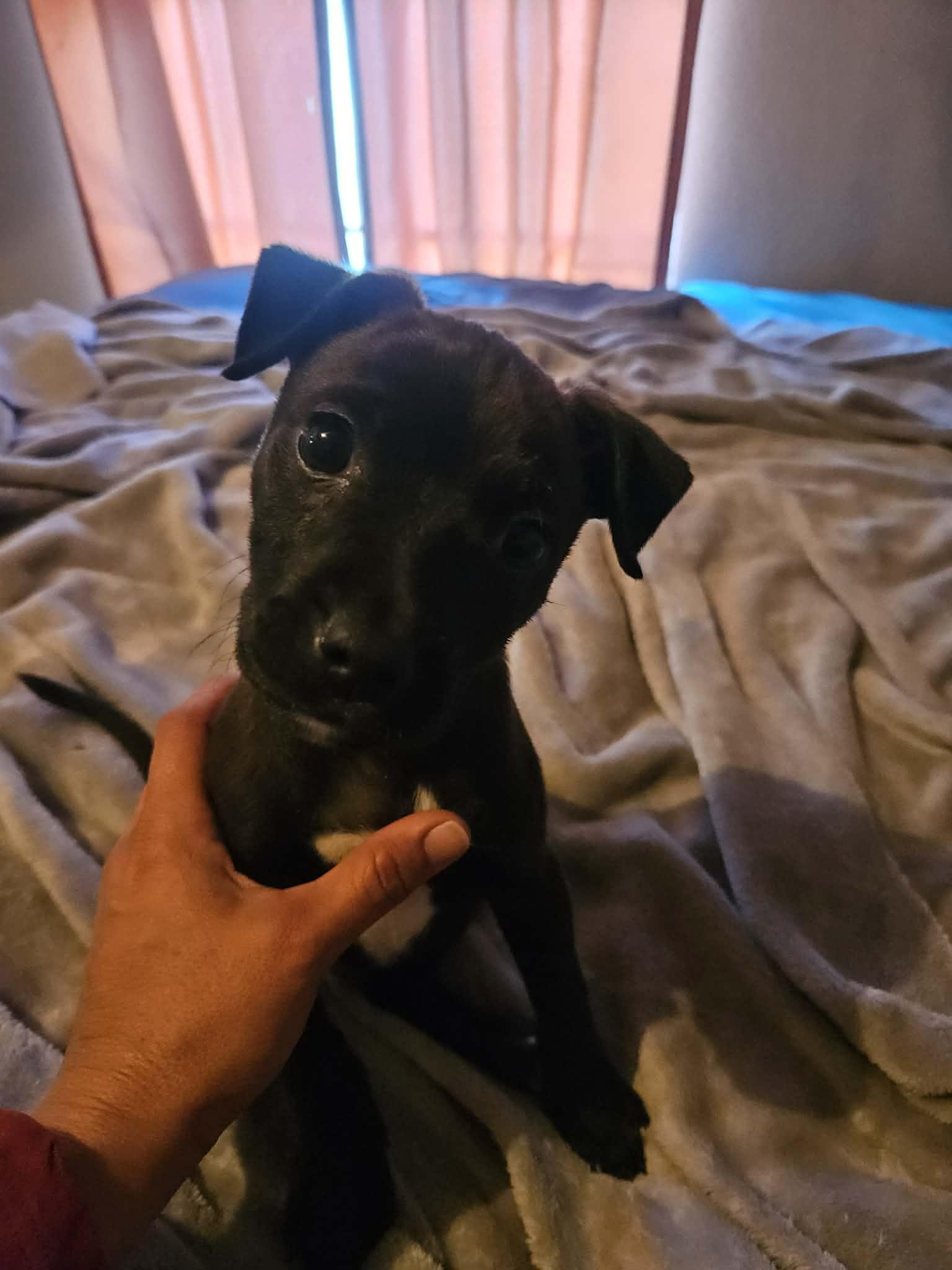 Cash, ADOPTABLE, Puppy Male Catahoula Leopard Dog.