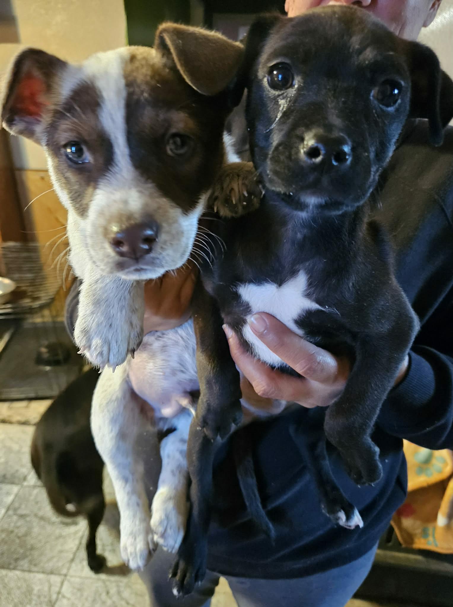 Enlarge Cash, a ADOPTABLE mixed breed in Paramus, NJ image 3/4