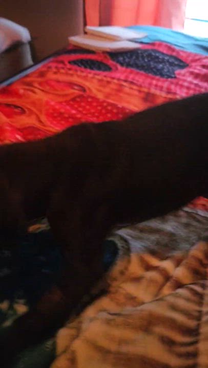 Enlarge Cash, a ADOPTABLE mixed breed in Paramus, NJ video 3/6