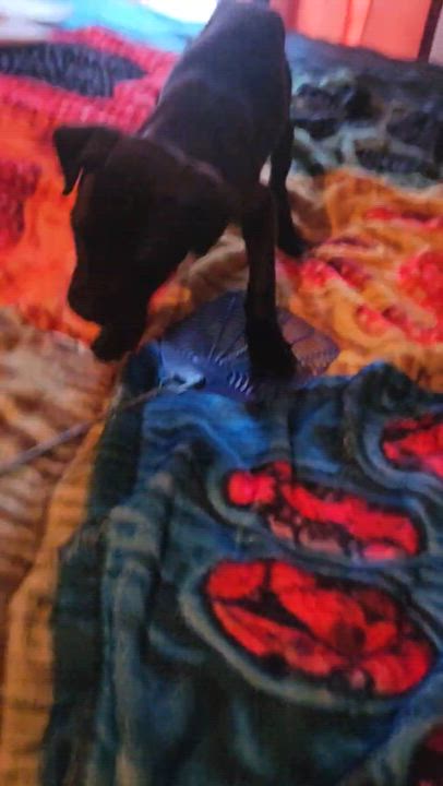 Enlarge Cash, a ADOPTABLE mixed breed in Paramus, NJ video 6/6