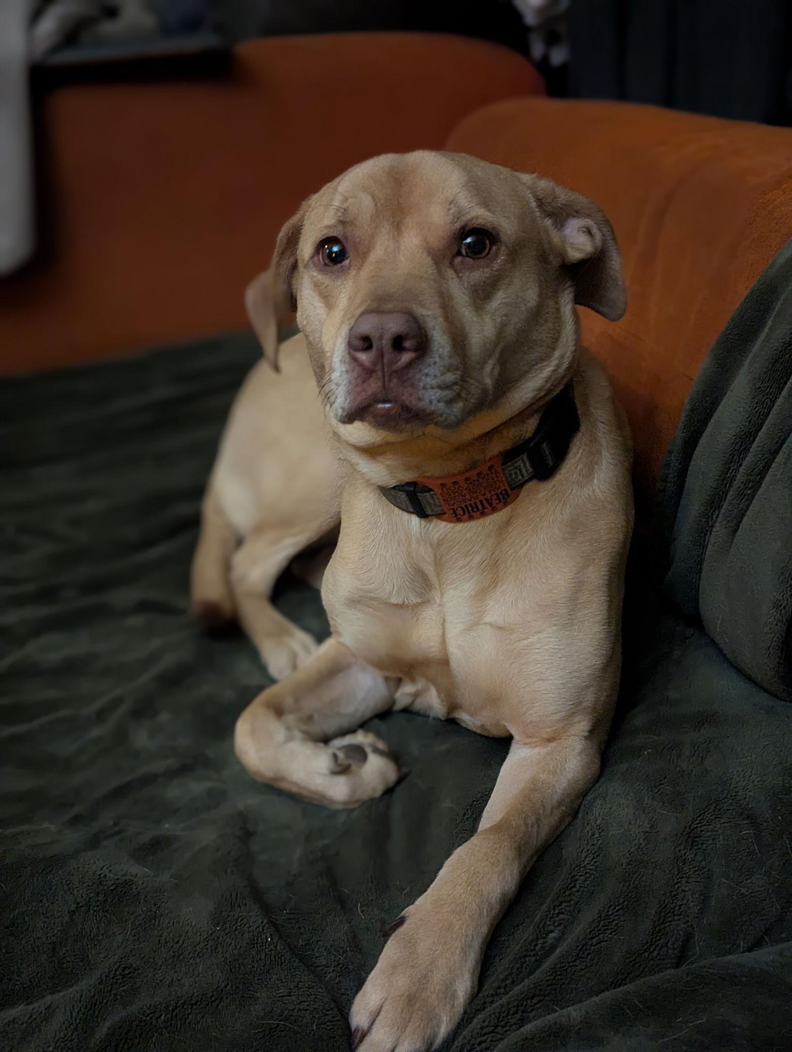 Beatrice, Adoptable, Adult Female Labrador Retriever & American Staffordshire Terrier.