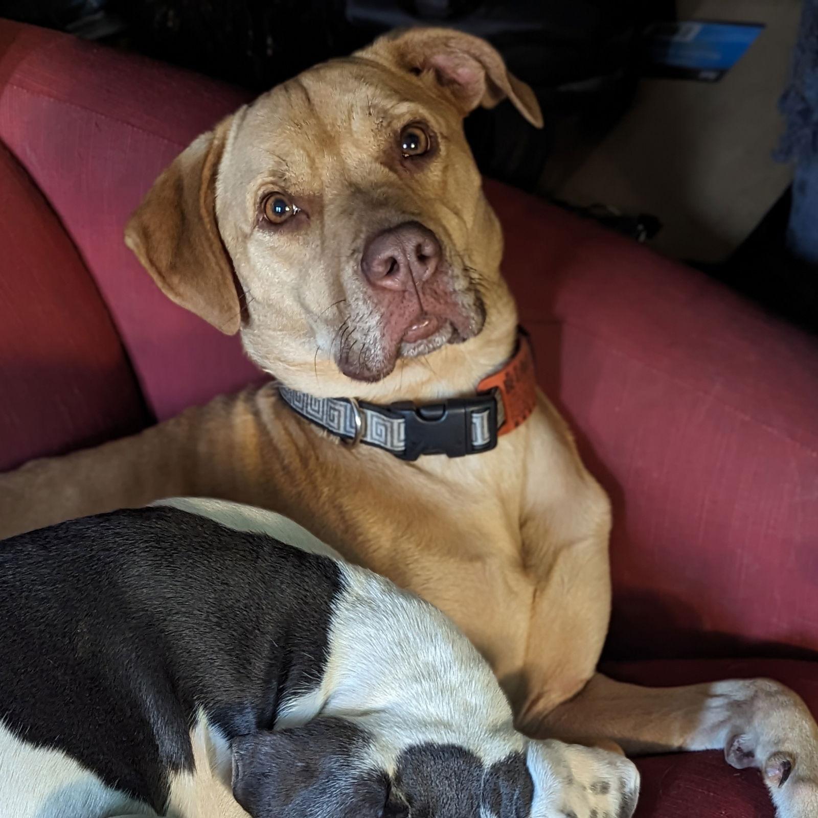 Beatrice, a Adoptable mixed breed in Minneapolis, MN image 2/3