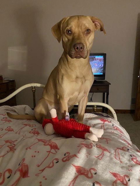 Beatrice, a Adoptable mixed breed in Minneapolis, MN image 3/3