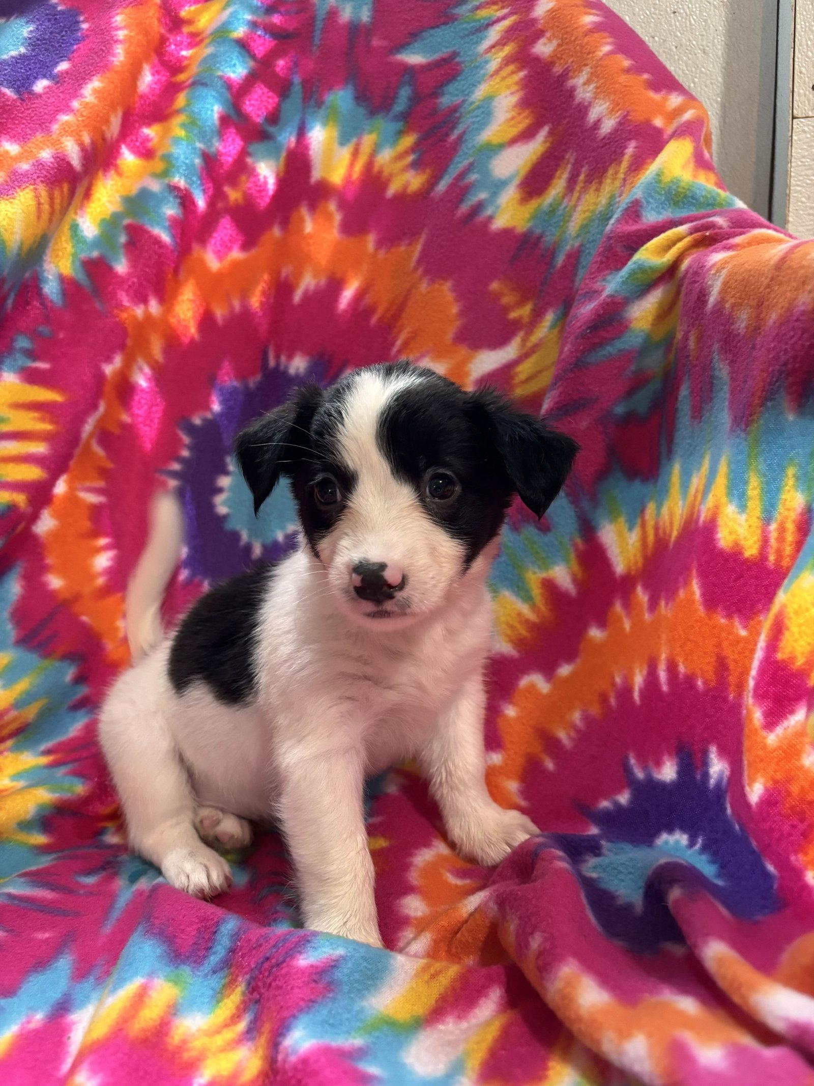 Jasmine Jul 26 - An Annie Pup, Adoptable, Puppy Female Terrier.