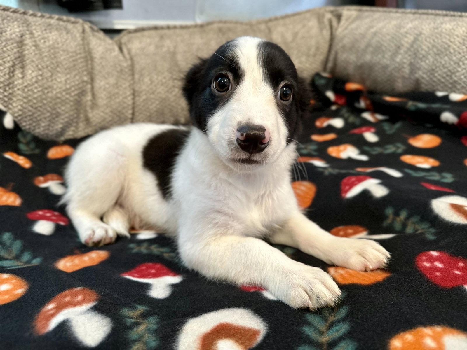 Enlarge Jasmine Jul 26 - An Annie Pup, a Adoptable Terrier in Pacolet, SC image 2/3