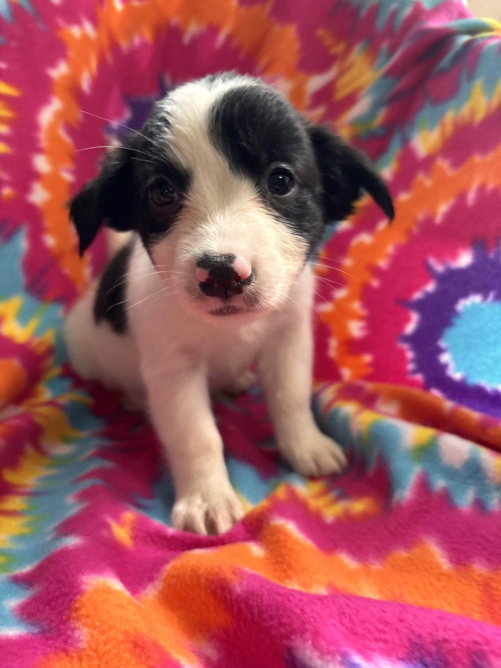 Enlarge Jasmine Jul 26 - An Annie Pup, a Adoptable Terrier in Pacolet, SC image 3/3