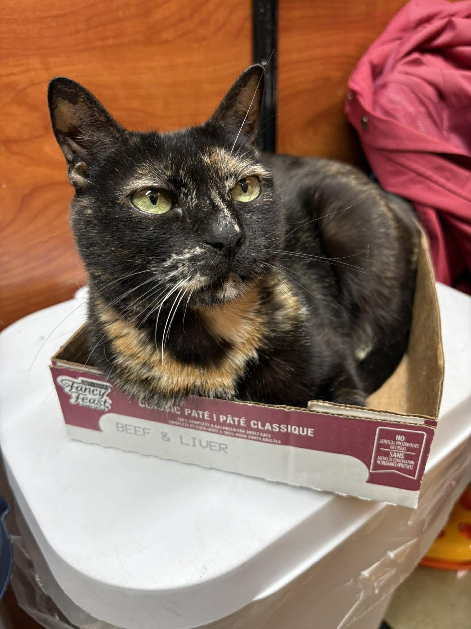 Lola, Adoptable, Adult Female Tortoiseshell.