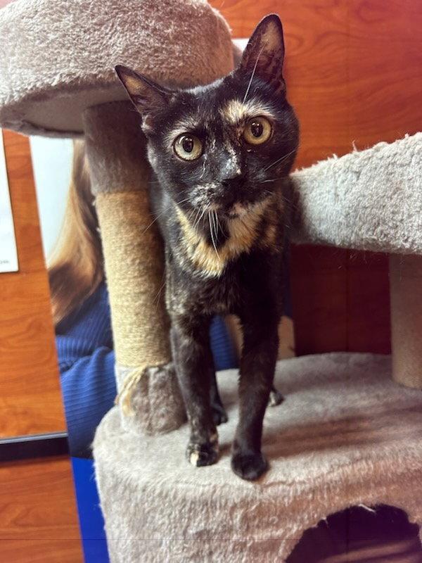 Enlarge Lola AT Petsmart Rochester, a Adoptable Tortoiseshell in Gonic, NH image 1/3