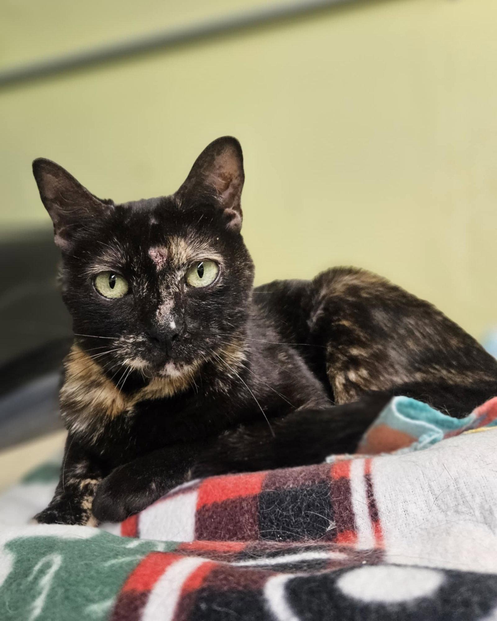 Enlarge Lola AT Petsmart Rochester, a Adoptable Tortoiseshell in Gonic, NH image 2/3