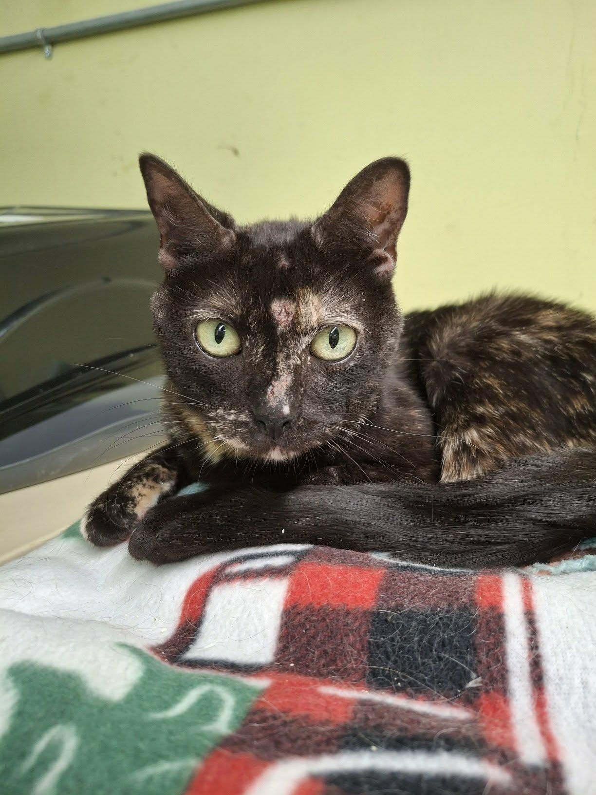 Enlarge Lola AT Petsmart Rochester, a Adoptable Tortoiseshell in Gonic, NH image 3/3