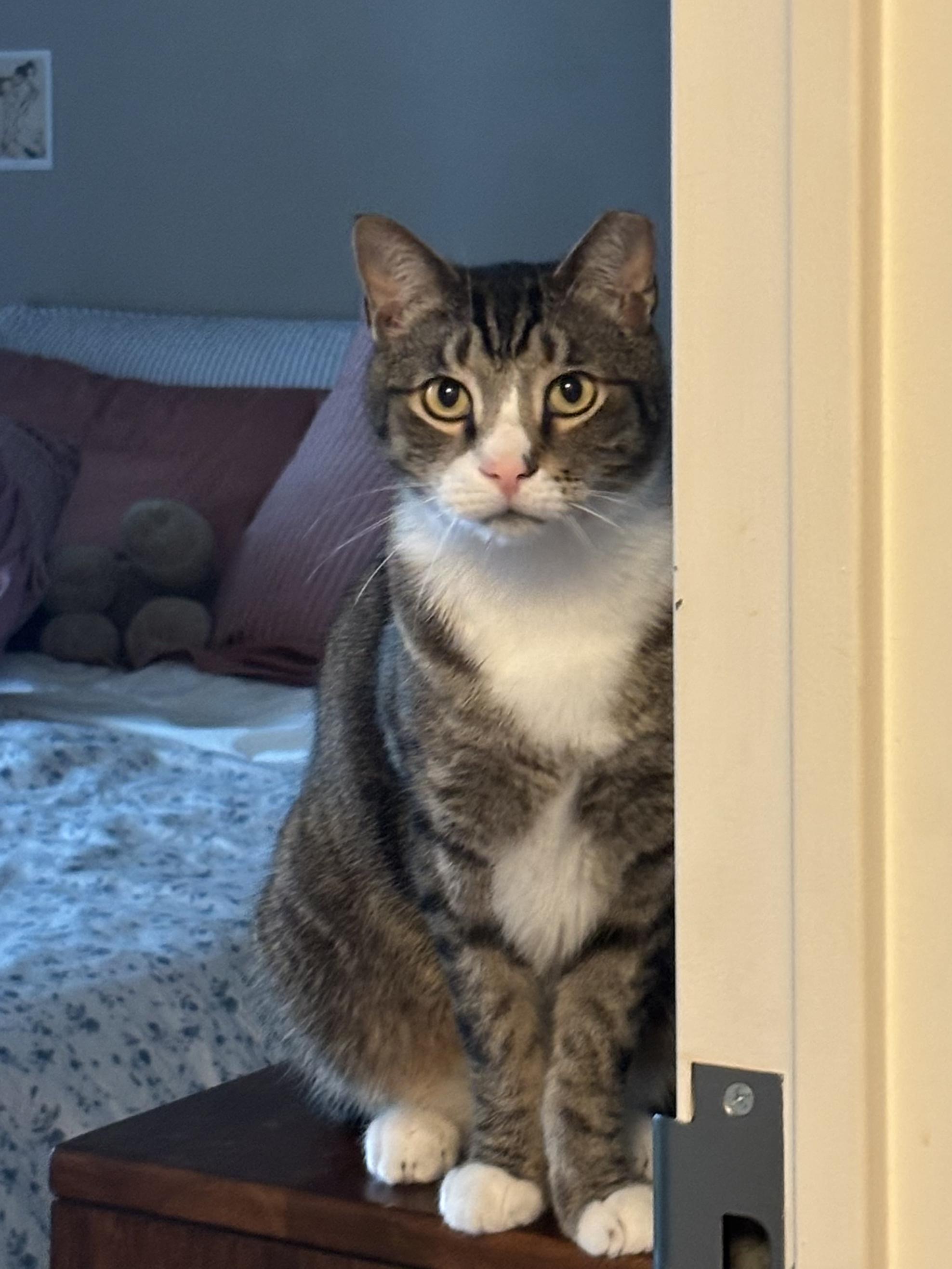 Enlarge Tom, a Adoptable Domestic Short Hair in South Ozone Park, NY image 4/6