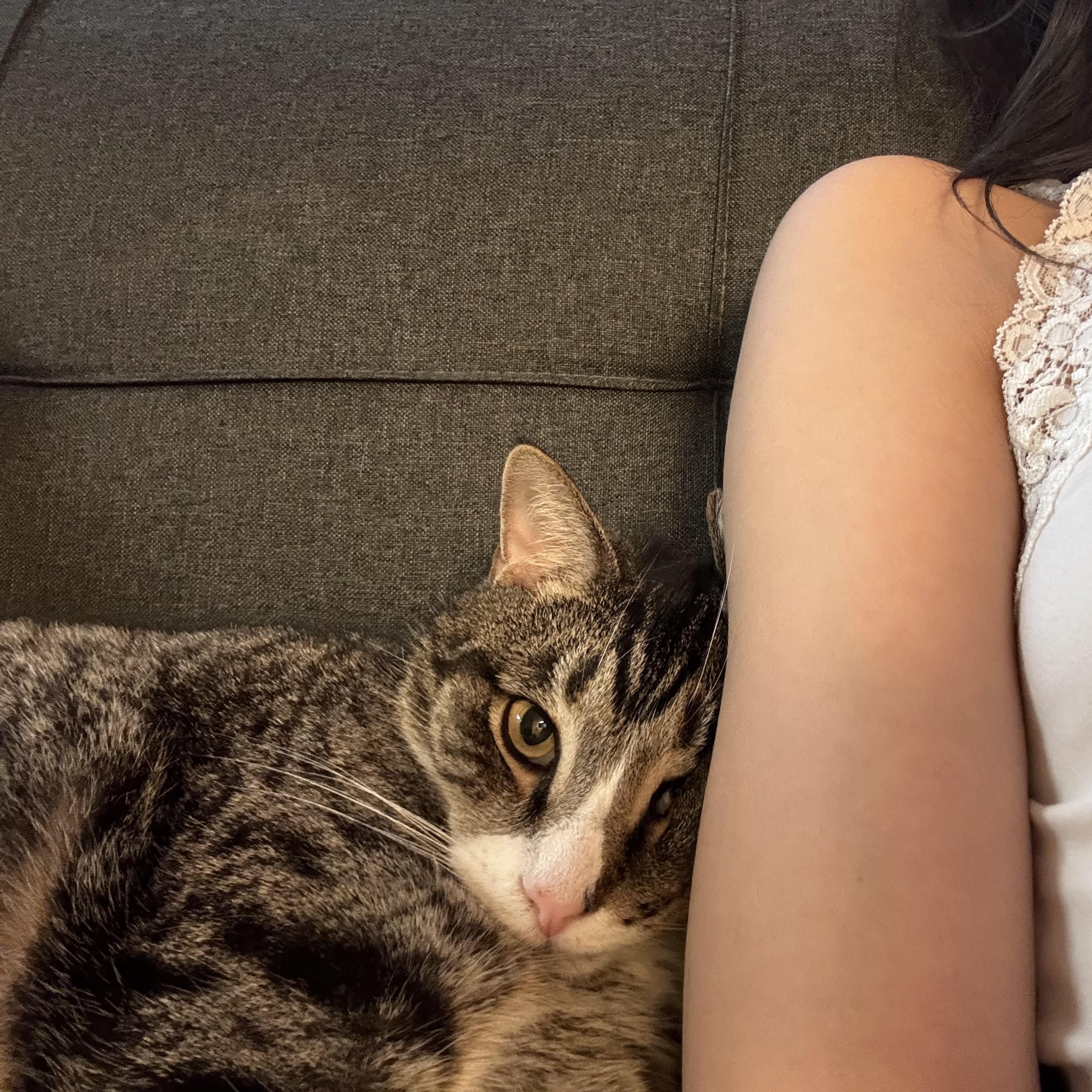 Enlarge Tom, a Adoptable Domestic Short Hair in South Ozone Park, NY image 3/6