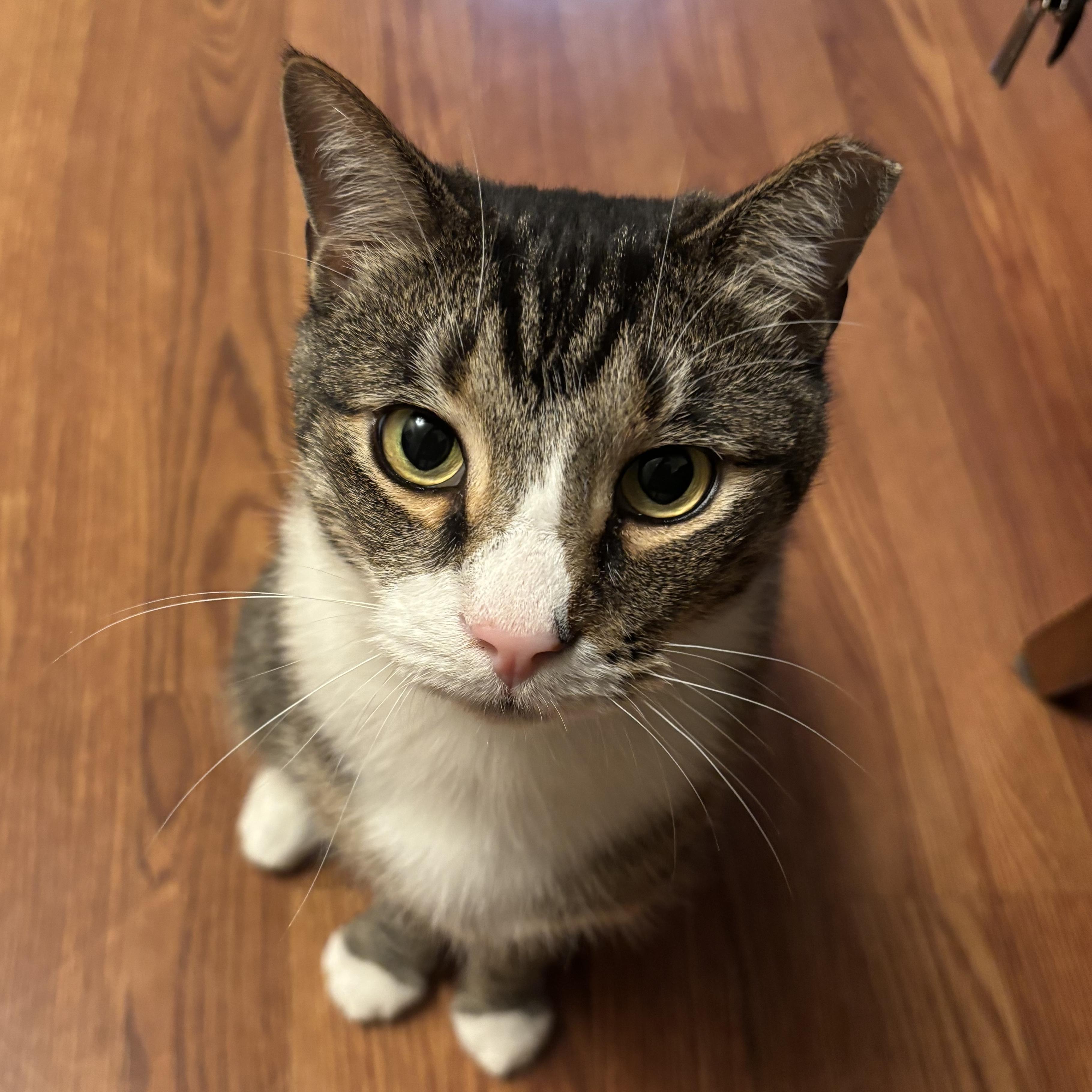 Enlarge Tom, a Adoptable Domestic Short Hair in South Ozone Park, NY image 1/6