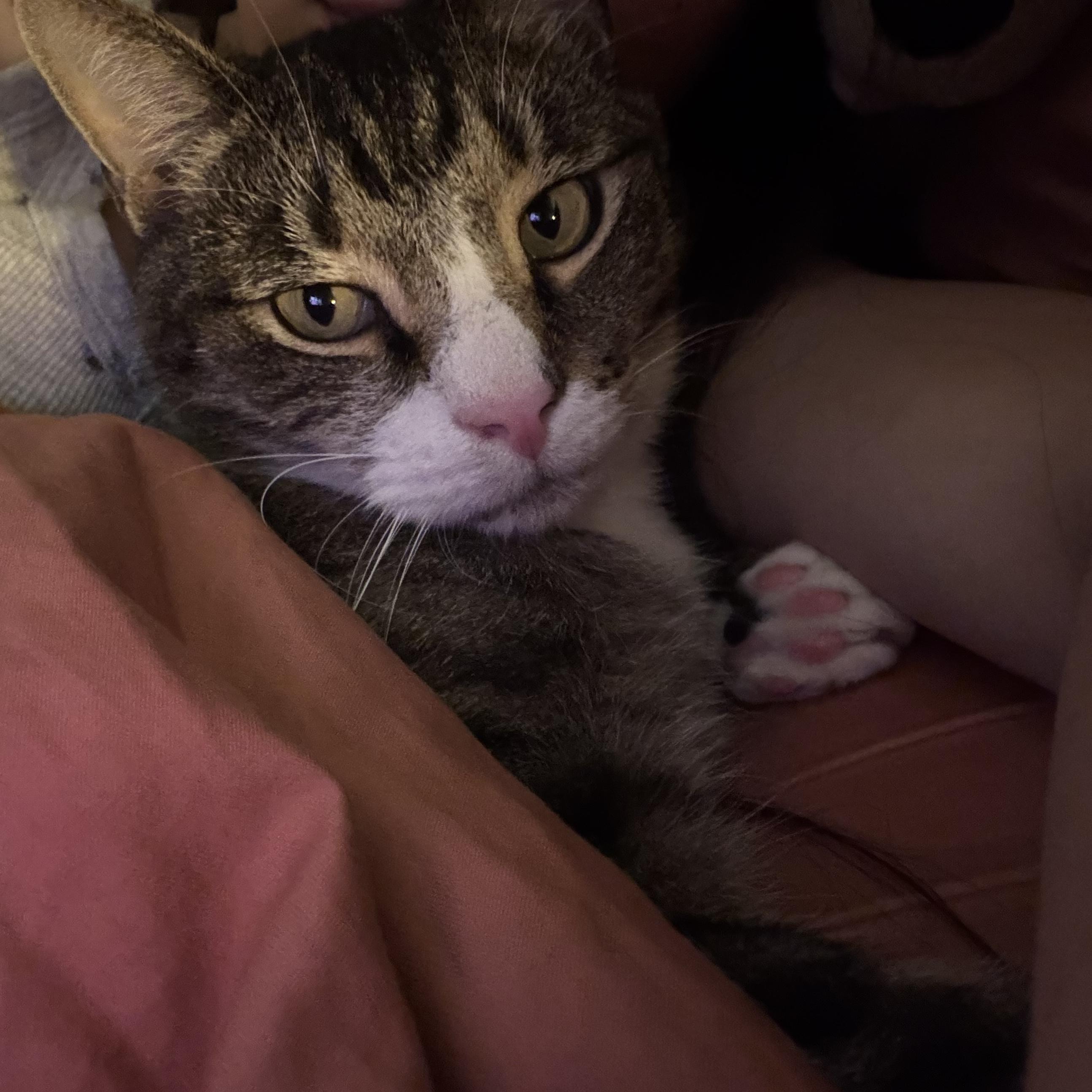 Tom