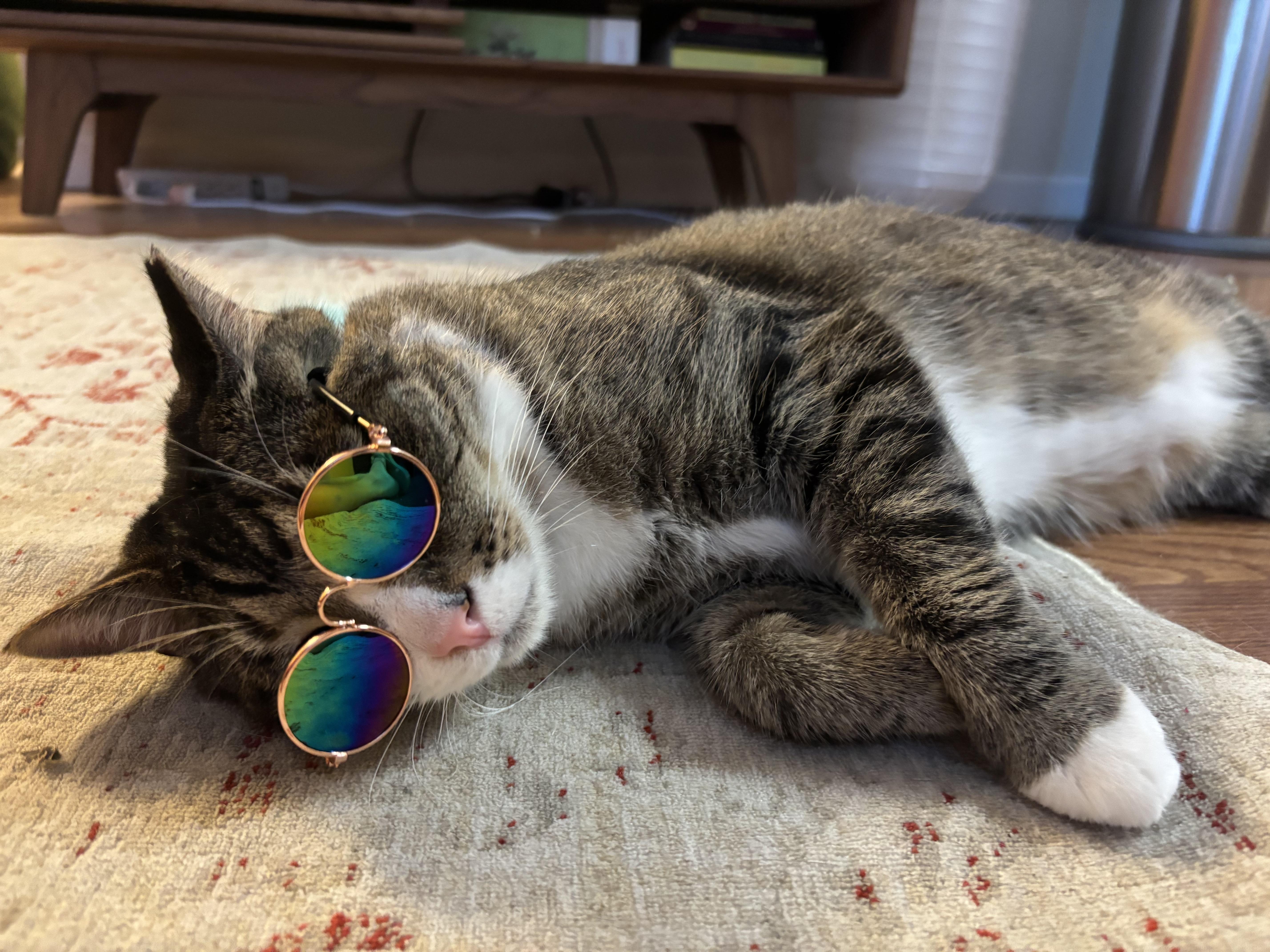 Enlarge Tom, a Adoptable Domestic Short Hair in South Ozone Park, NY image 2/6