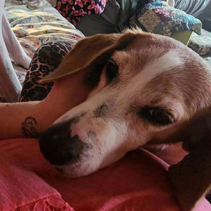 Enlarge Norma, a ADOPTABLE mixed breed in Rochester , NY image 5/5