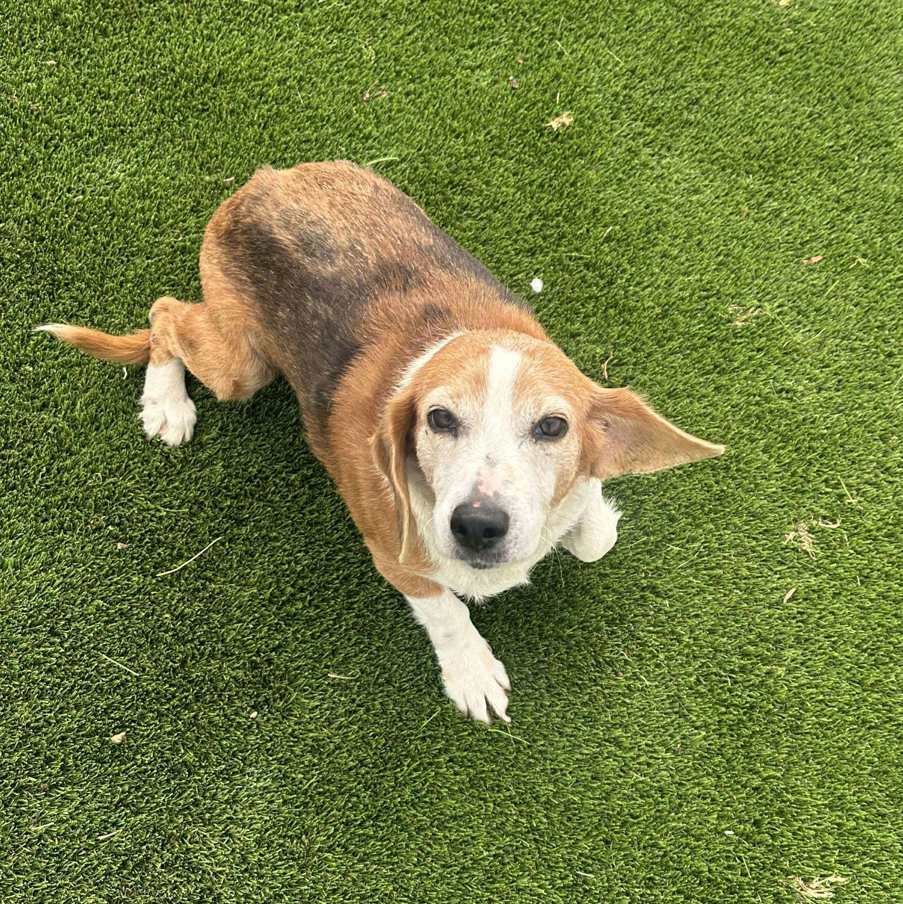 Enlarge Norma, a ADOPTABLE mixed breed in Rochester , NY image 2/5