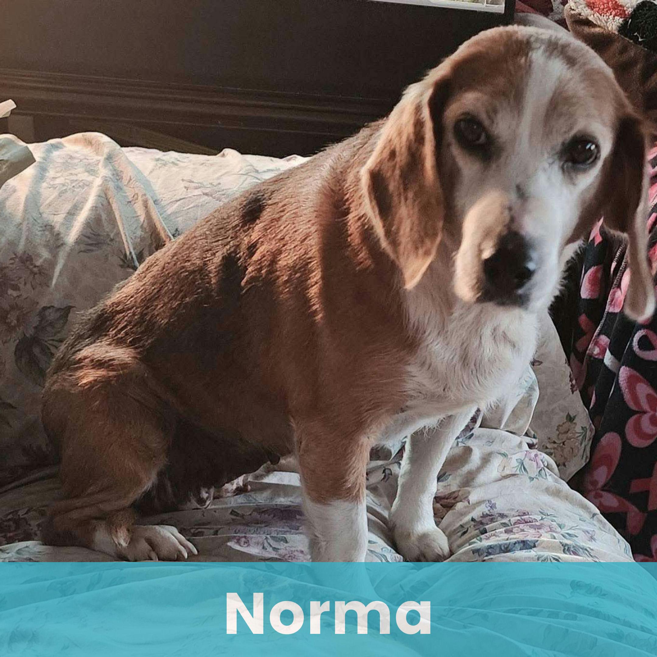 Norma, ADOPTABLE, Senior Female Mixed Breed.