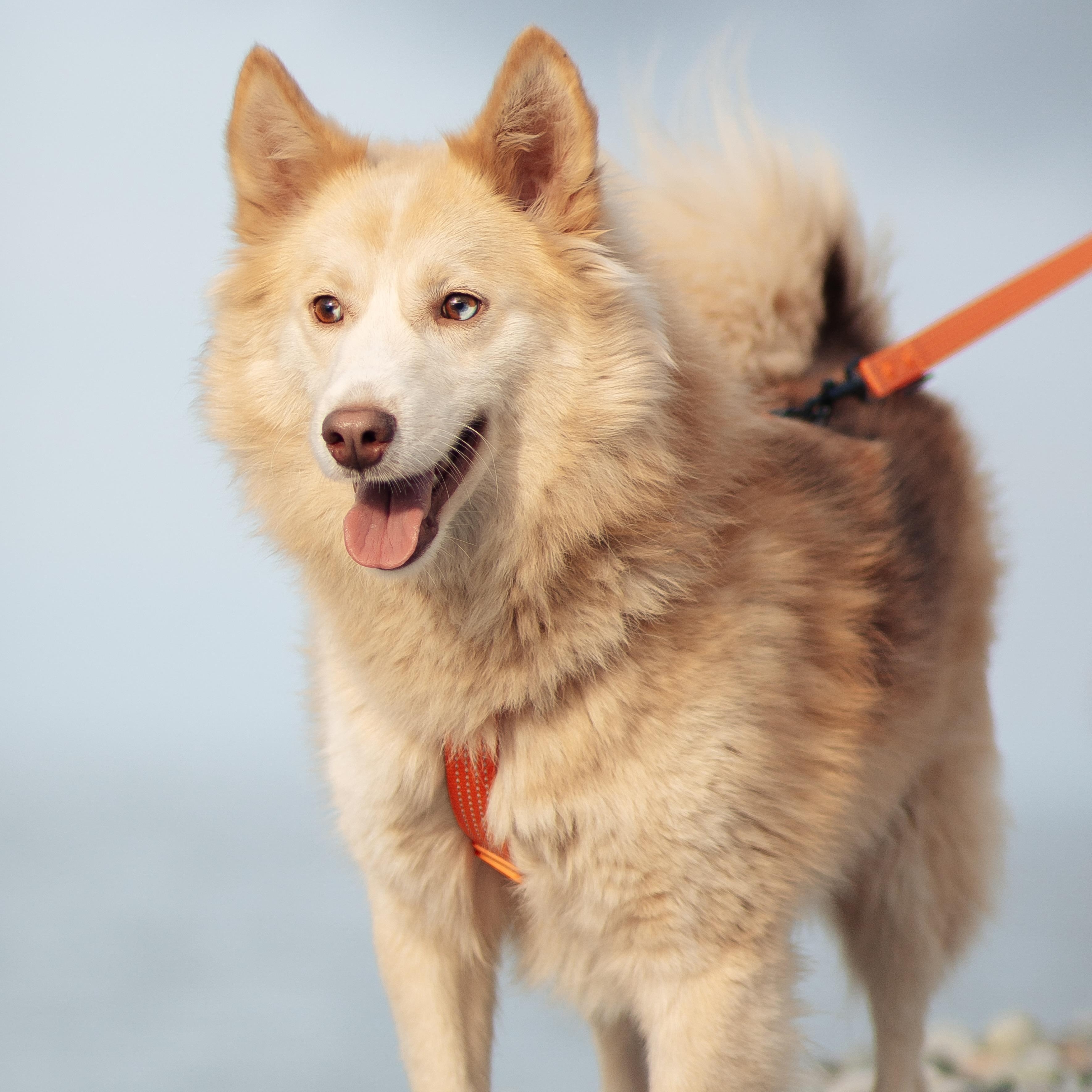 Arry, ADOPTABLE, Young Male Siberian Husky & Pomsky.