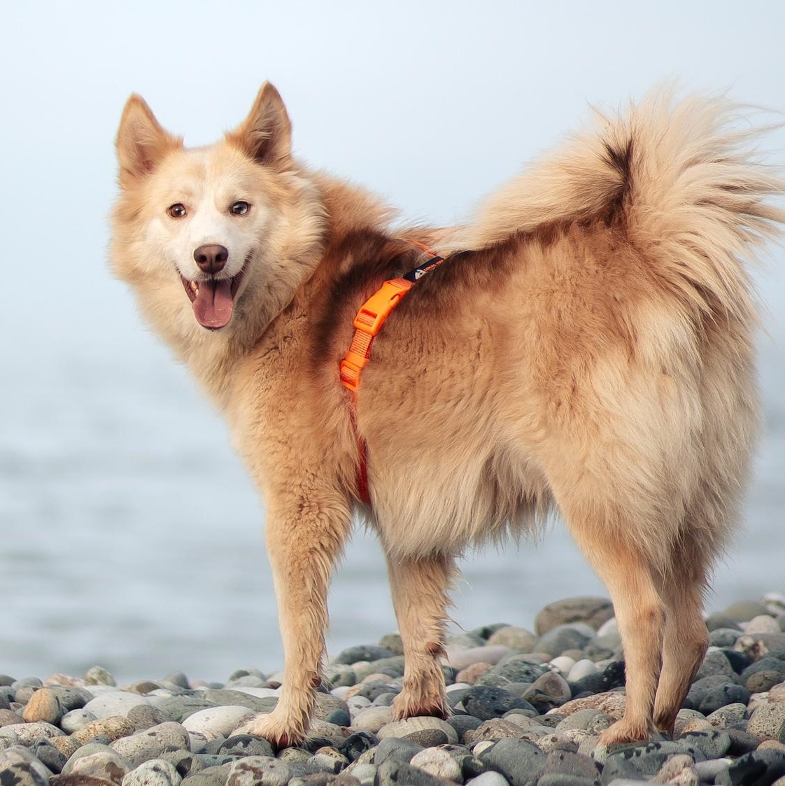 Enlarge Arry, a ADOPTABLE mixed breed in Morristown, NJ image 3/6