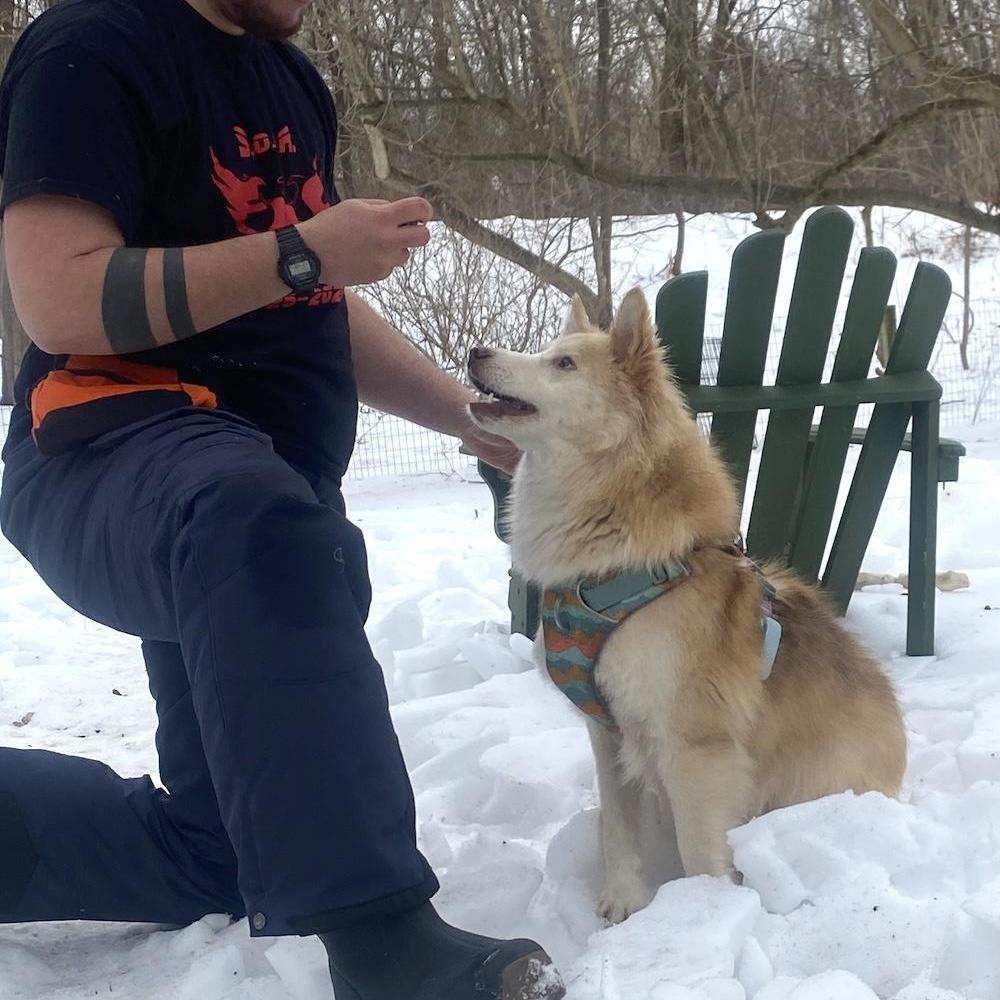 Enlarge Arry, a ADOPTABLE mixed breed in Morristown, NJ image 2/6