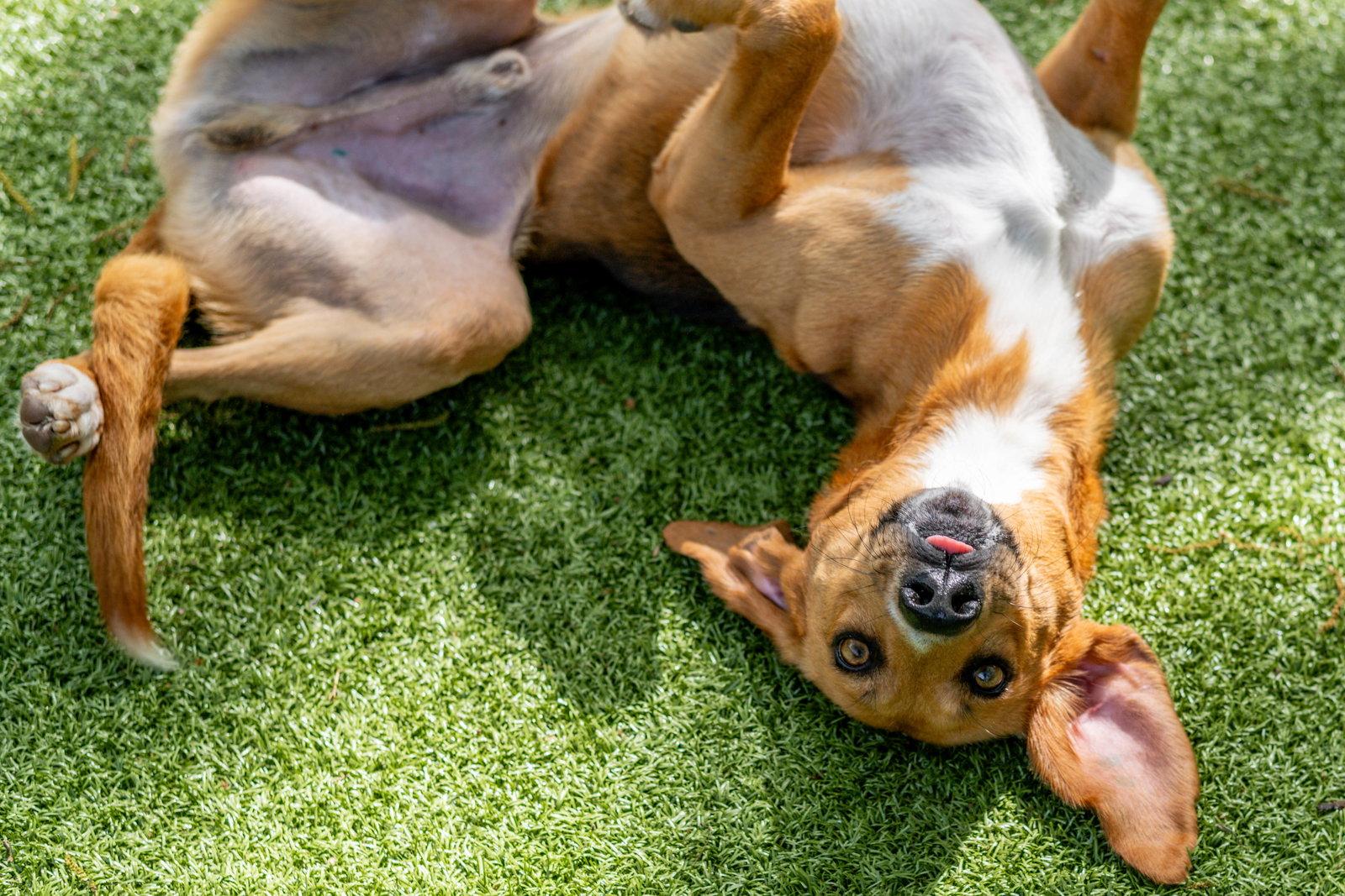 Enlarge Brewster, a Adoptable Hound in Hilton Head Island, SC image 1/3