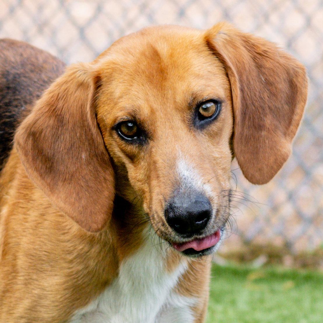 Enlarge Brewster, a Adoptable Hound in Hilton Head Island, SC image 2/3