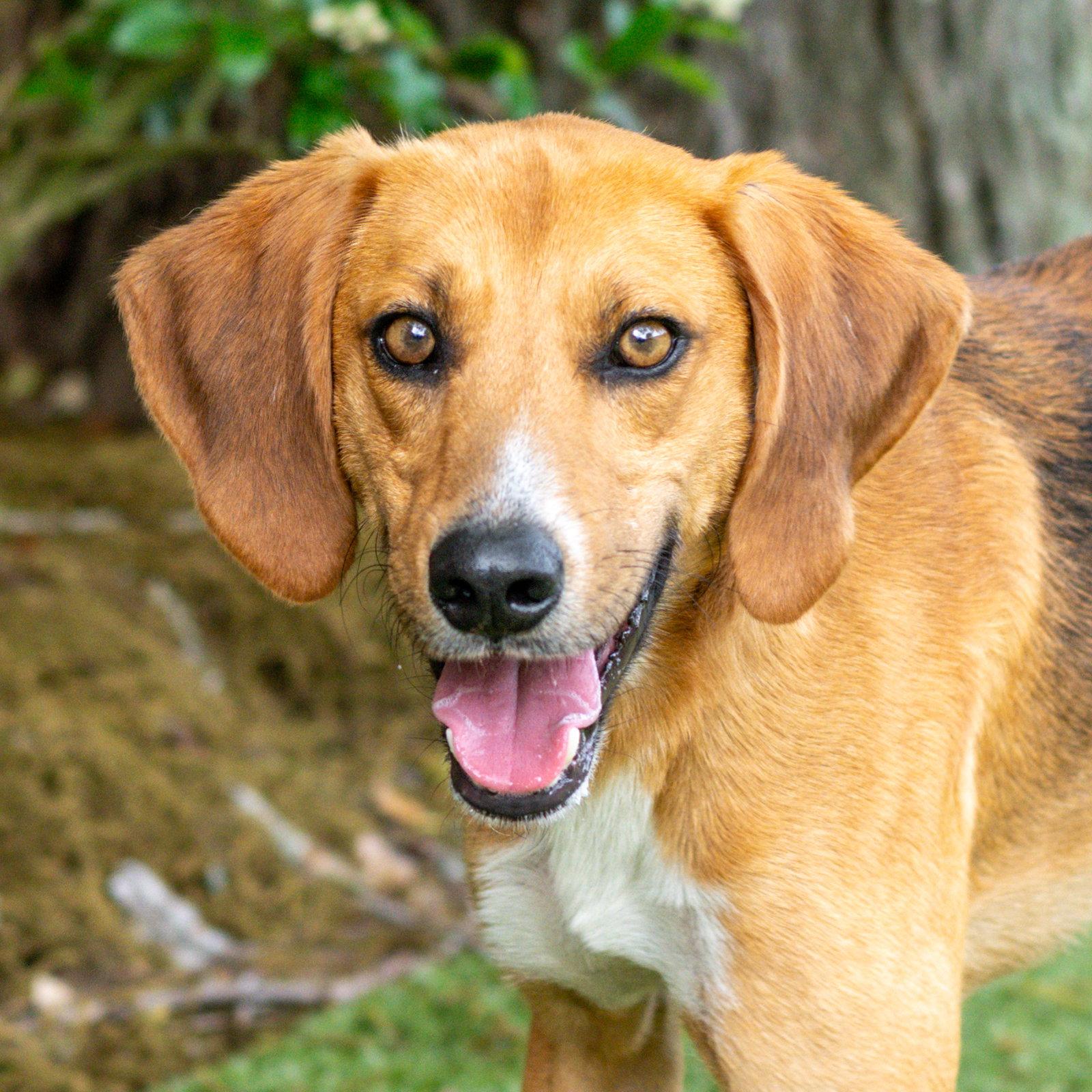 Enlarge Brewster, a Adoptable Hound in Hilton Head Island, SC image 3/3