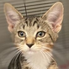 Enlarge Lilly, a ADOPTABLE Domestic Short Hair in Ocean Isle Beach, NC image 1/1