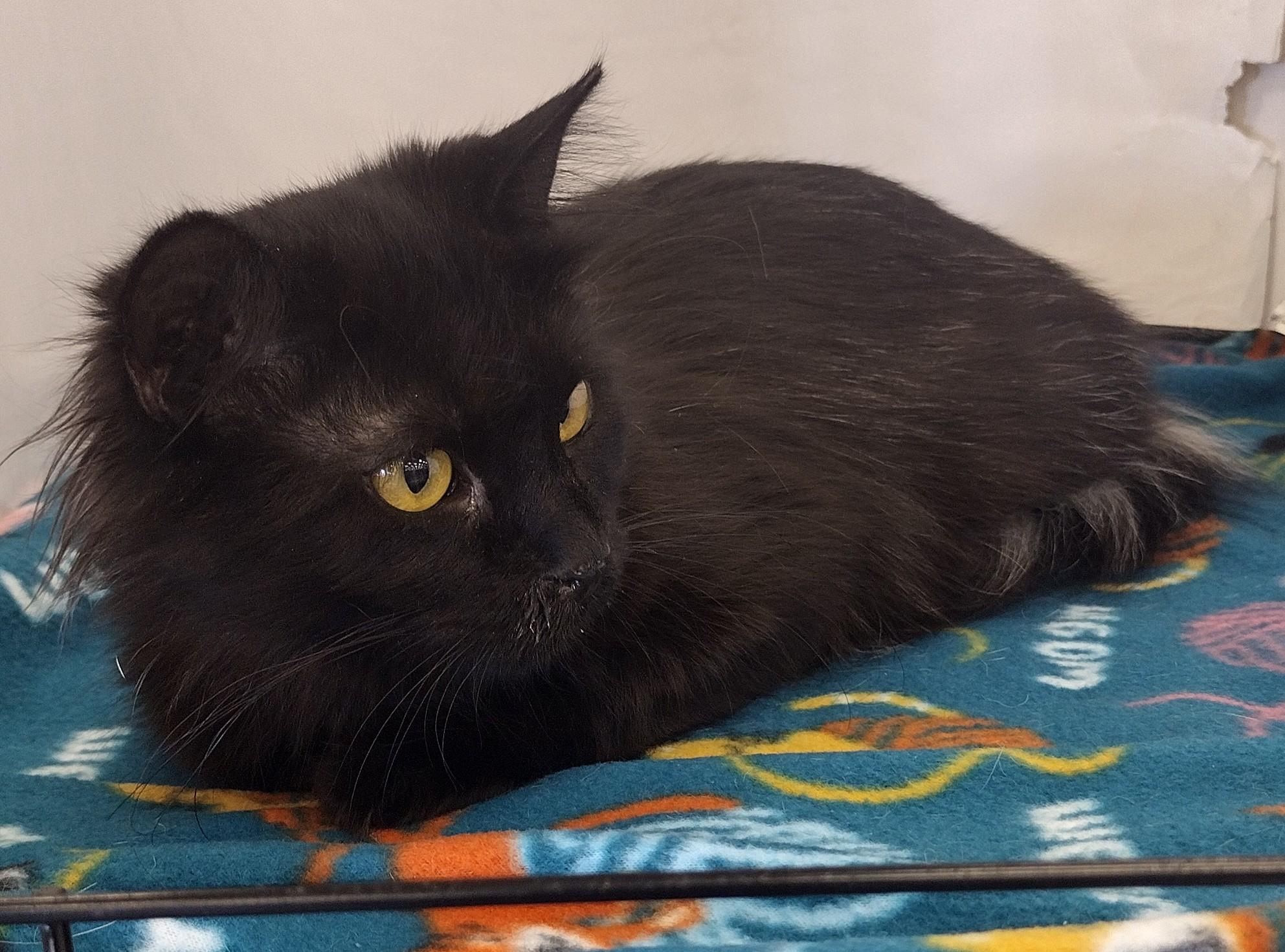 Enlarge Miss Bear, a Adopted mixed breed in Bedford, TX image 1/4