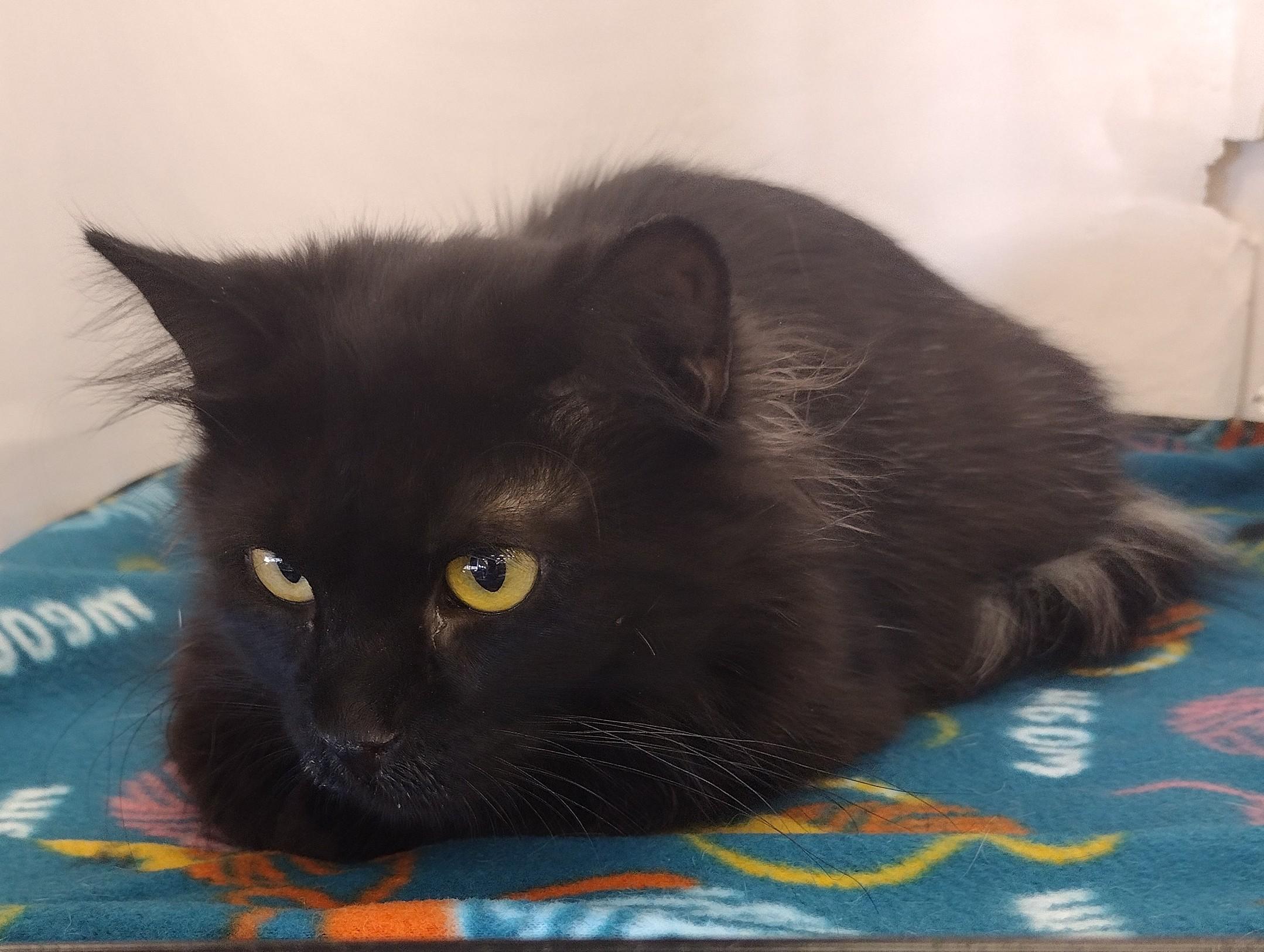 Enlarge Miss Bear, a Adopted mixed breed in Bedford, TX image 2/4