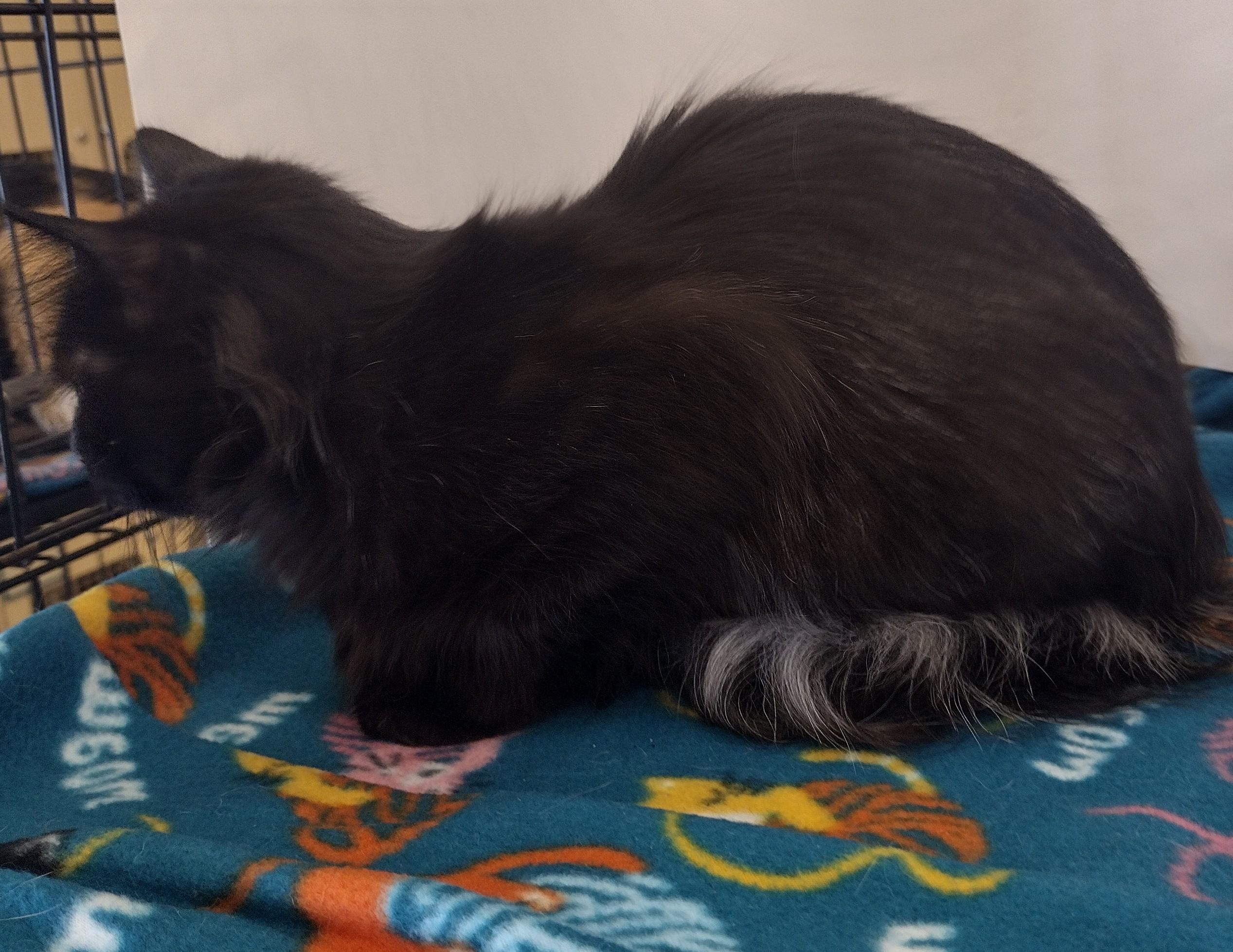 Enlarge Miss Bear, a Adopted mixed breed in Bedford, TX image 3/4