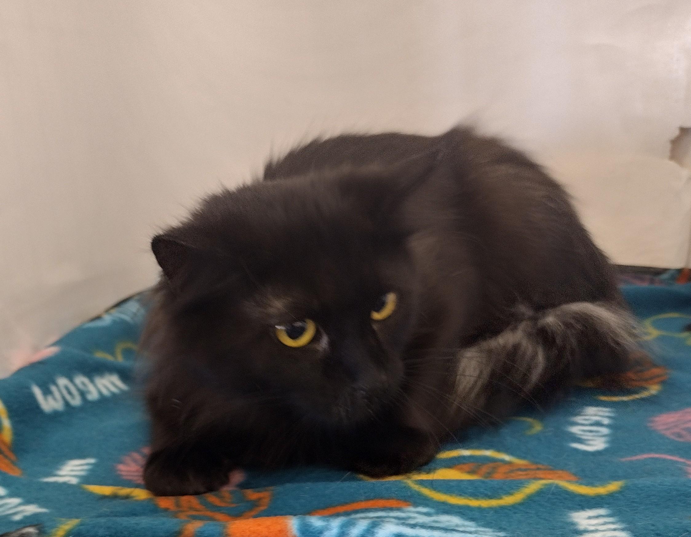 Enlarge Miss Bear, a Adopted mixed breed in Bedford, TX image 4/4