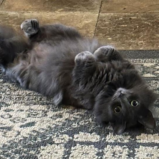 Enlarge Baby, a ADOPTABLE Domestic Long Hair in Johnson City, TN image 1/1