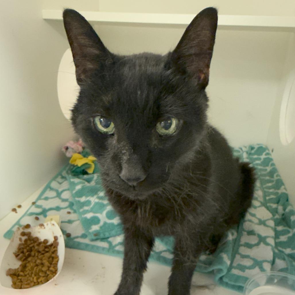 Shadow, Adoptable, Senior Male Domestic Short Hair.