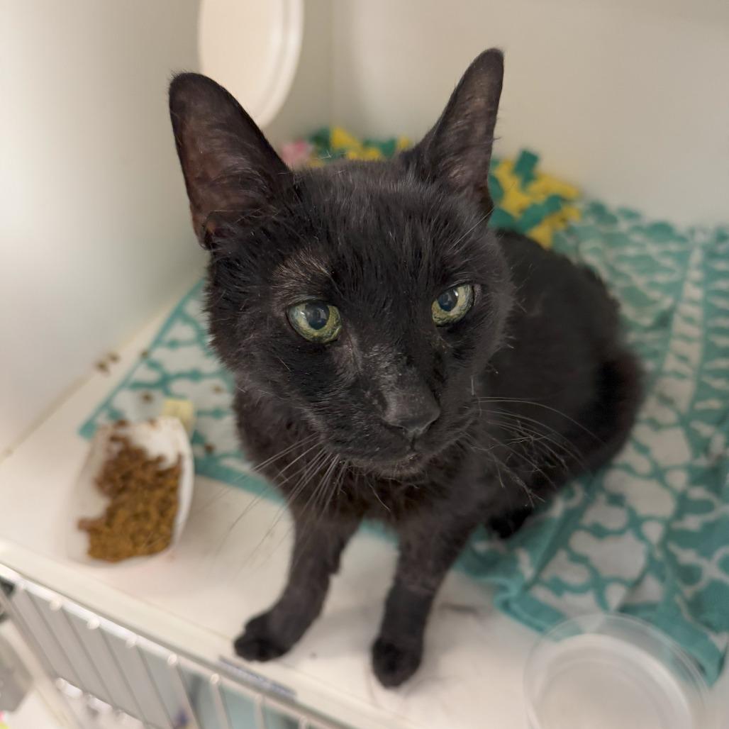 Enlarge Shadow, a Adoptable Domestic Short Hair in Philadelphia, PA image 2/4