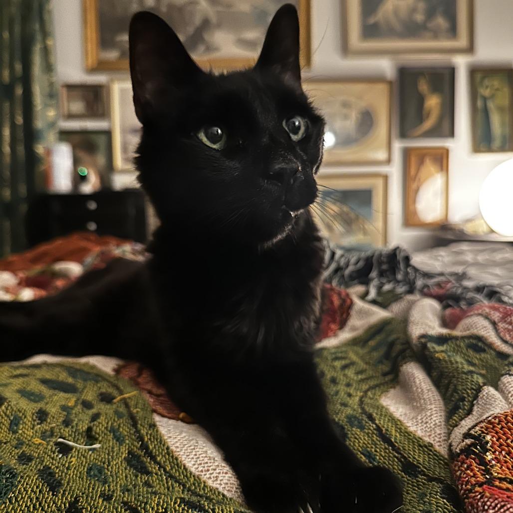 Shadow, a Adoptable Domestic Short Hair in Philadelphia, PA image 2/4