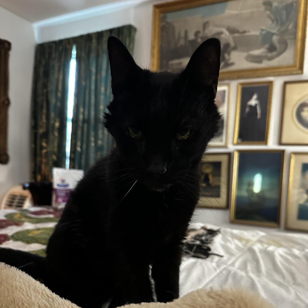 Shadow — thumbnail 3