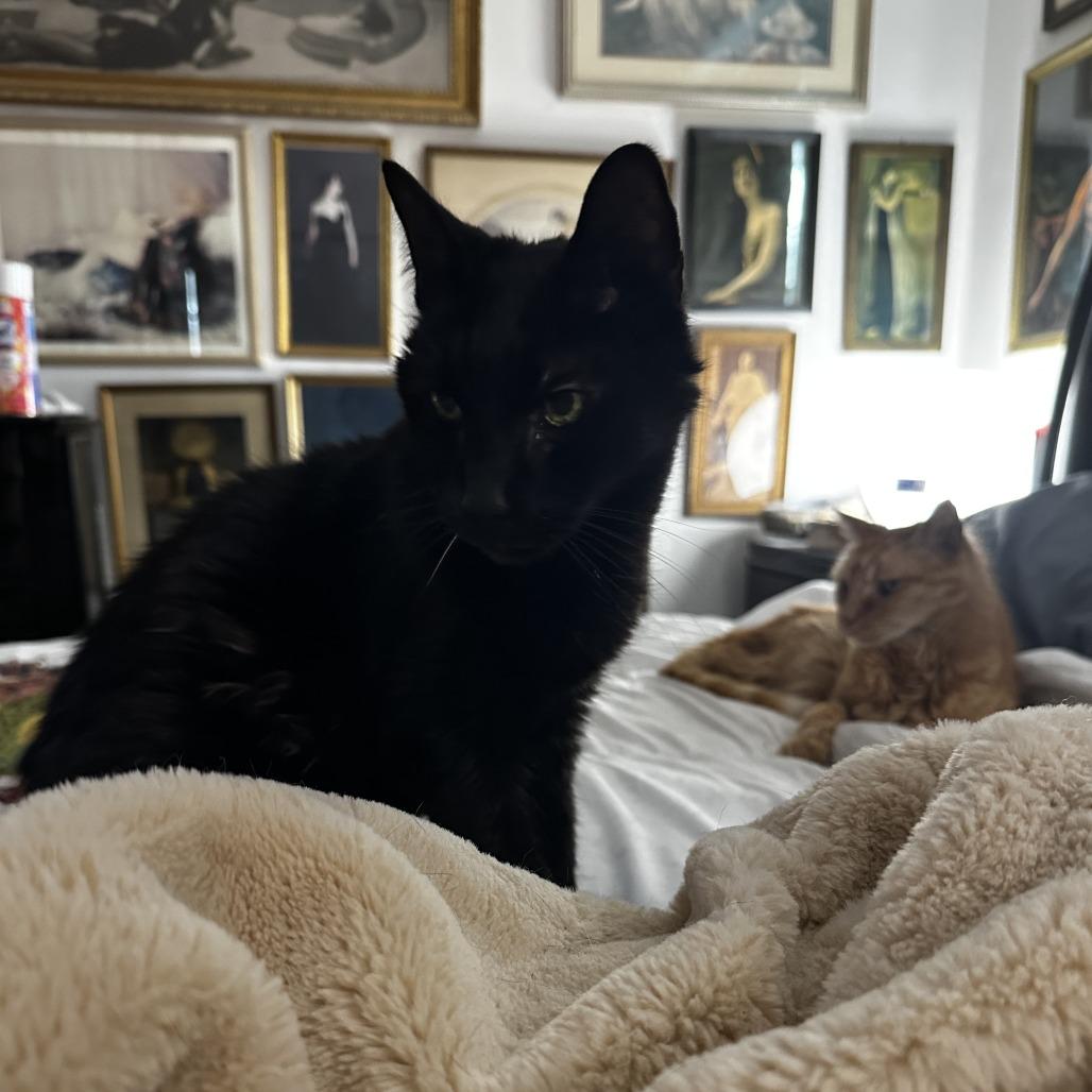 Enlarge Shadow, a Adoptable Domestic Short Hair in Philadelphia, PA image 4/5