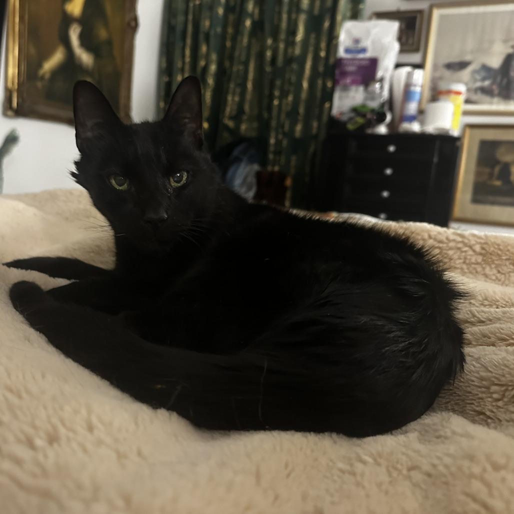 Enlarge Shadow, a Adoptable Domestic Short Hair in Philadelphia, PA image 5/5