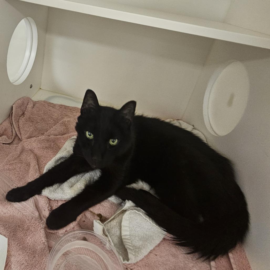 Shadow, a Adoptable Domestic Short Hair in Philadelphia, PA image 3/4